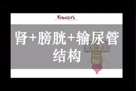 肾 膀胱 输尿管的结构视频封面