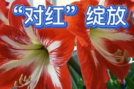 养了多年的对红，又一次绽放，与大共同家分享这一刻的美丽！视频封面