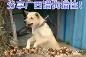 广西猎狗猎斗如狼似虎！👍视频封面