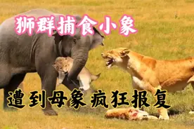 狮子捕食小象遭到母象疯狂报复视频封面