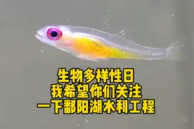 生物多样性日，我希望你们开始关注鄱阳湖水利工程视频封面
