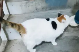 溜猫遇到邻居惊叹猫咪越来越胖，猫咪气的直哼哼想动手打人视频封面