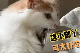 小狗不能吃坚果，不然会……夜猫子晚上不休息，一趟趟被抓回来视频封面