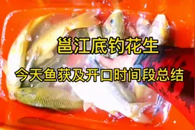 邕江用恒钓泡花生底钓赤眼，今日鱼获，及开口时间段总结给你参考视频封面
