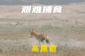 高原狼艰难捕食，最后靠方法成功捕获视频封面