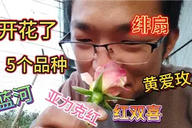 开花的5个品种，香喷喷的月季谁还能不爱呢？春暖花开。视频封面