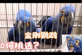 国内常见的几种金刚鹦鹉，它们的名字优缺点你知道吗？快来认识吧视频封面