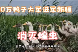 2000新疆蝗灾，看鸭子如何治理视频封面