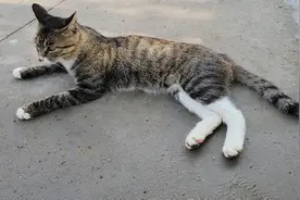 狸花猫面对镜头，感觉都有点害羞了！视频封面