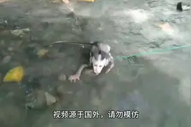 小猴子想学游泳，印尼人怕它被河水冲走，所以拿根绳子绑住它的脚视频封面