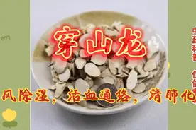 穿山龙，祛风除湿，活血通络，清肺化痰，用于风湿痹痛，经闭等视频封面