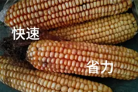 玉米手工脱粒怎样才能又快又轻松，试试这两种方法，省时又省力视频封面