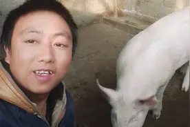养猪场里“猪瘟”预防和治疗的技巧，你了解过多少呢？视频封面