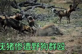 被野狗群活撕的疣猪，叫得撕心裂肺视频封面