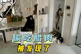 若不是监控，你们相信一只狗，会搬凳子偷吃腊肉吗？看完傻眼了吧视频封面