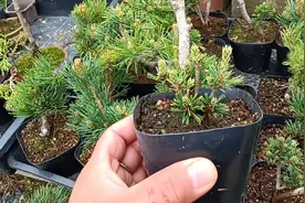 大家知道最贵的五针松是什么品种吗？瑞祥大阪松当之无愧视频封面