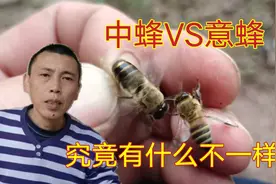 如何区分意蜂和中蜂？七哥带大家来看看，区别还真的不少视频封面