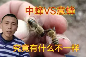 如何区分意蜂和中蜂？七哥带大家来看看，区别还真的不少视频封面