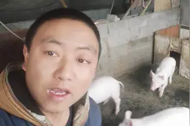 能让养猪赚到钱的5种猪料，中小规模适合视频封面