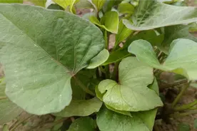 红薯苗以后这样子育，一周出苗又快又粗壮，大家赶紧来了解一下视频封面