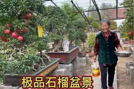 实拍：中国石榴盆景“第一园”，一进门就被震撼到了，都是狠货啊视频封面