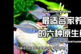 最合适家养的六种原生鱼视频封面