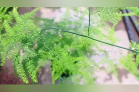养好文竹，一个月给它浇一次这种水，文竹不干尖不黄叶，生长旺盛视频封面