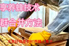 今天给大家分享蜂群的合并方法视频封面