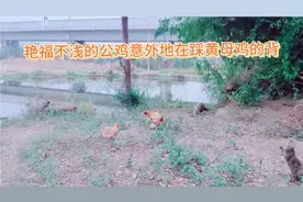 土鸡:艳福不浅的公鸡为何在踩黄母鸡的背？为何受伤的总是母鸡视频封面