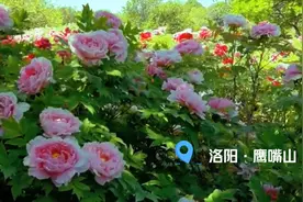 洛阳免费看牡丹花的地方，距离市区很近的黄河岸边，强烈推荐视频封面