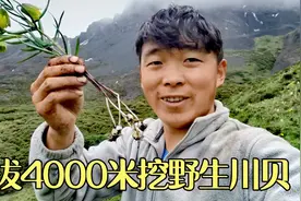 又到藏区采药季节，阿斌带上女友体验挖野生贝母，一天能挖多少呢视频封面
