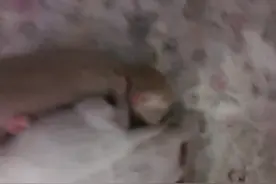 做梦学游泳来着视频封面
