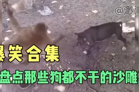 盘点那些狗都不干的沙雕事：人干不干我不知道，狗都不干！哈哈哈视频封面