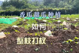 甜瓜露天种植方法，怎么给香瓜整枝打杈，香瓜的主蔓什么时候打视频封面
