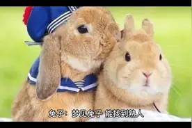 周公解梦（动物篇，梦到兔子🐰）视频封面
