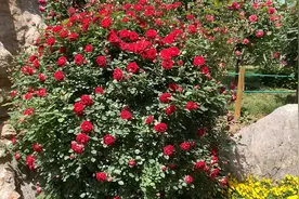 今天给花友们看看原生月季树20年能够长多粗，而且活性基本没问题视频封面