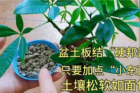 盆土板结“硬邦邦”，只要加点“小东西”，土壤松软如面包。视频封面