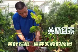 黄杨盆景黄叶失枝，剪枝不出芽是哪里做错了视频封面