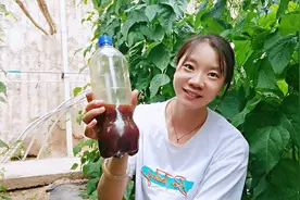 红糖酵母溶液如何发酵？今天现场教学，取材简单，方法简单