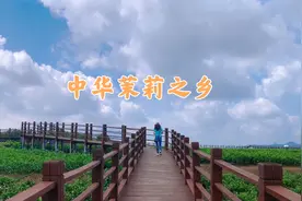 广西横县中华茉莉园，畅游万亩茉莉，细品茉莉花香！视频封面
