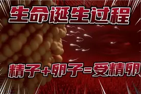 高清版“精子+卵子”结合过程，生命诞生的奇迹，赞叹造物主伟大视频封面