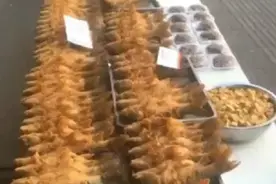 德州十三局李记鸡鸭店视频封面