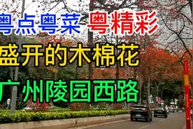 粤点粤菜粤精彩，盛开的木棉花，广州陵园西路，粤语中字幕视频封面