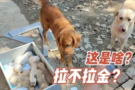 拉布拉多和金毛结合，会生出什么玩意？看这小奶狗多么可视频封面