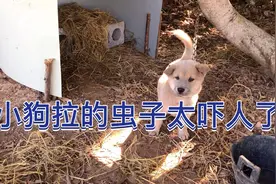 昨天刚买回来的小狗，第一件事就是驱虫，拉出来的虫子太吓人了。视频封面