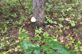 野生狗头菇，养胃佳品视频封面