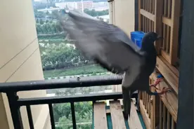 我是如何在不足一平米的阳台养鸽子 如何控制鸽子不去打扰邻居视频封面