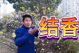 永结同心之花？人民币原料，梦花？视频封面