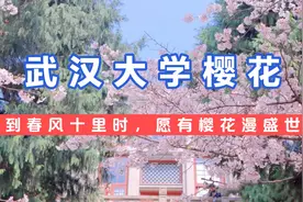 浪漫的武大樱花背后的复杂历史。视频封面