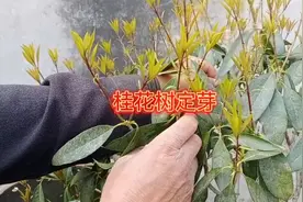 桂花树发芽后每年都要定芽及定芽的好处视频封面